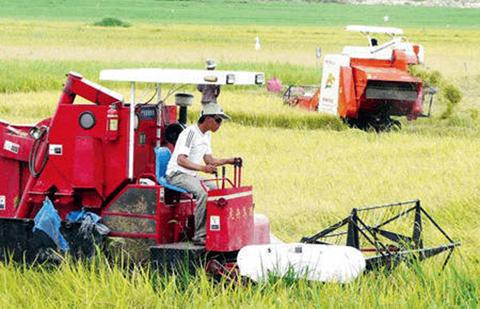 Sản xuất lúa chất lượng cao để nâng giá trị gạo xuất khẩu